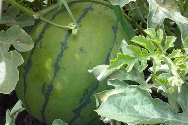 ��� ��������� ����� ����� ������� ������: ������� � ������