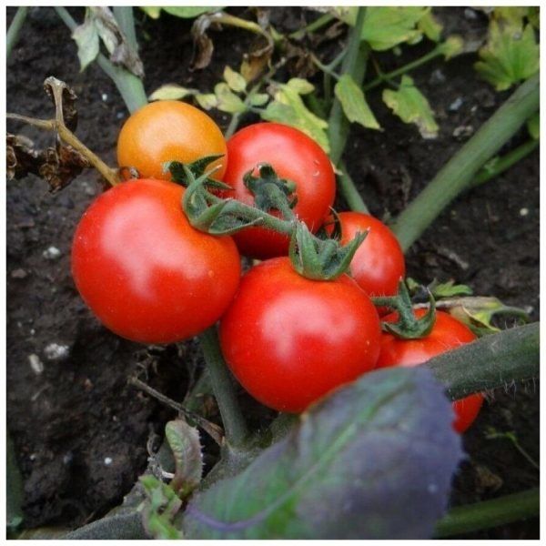 ������ ������ ����� ������: ��������� ����� ��� ��������� �������