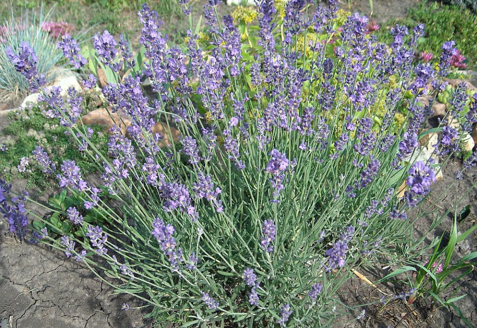 ������� ��������� ����������� ������� � ��������� ��������