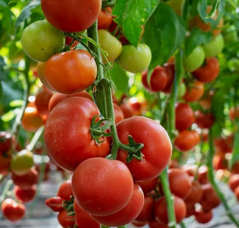 ��� ���� ����� �������� ������ ������� ������������ ������ �������