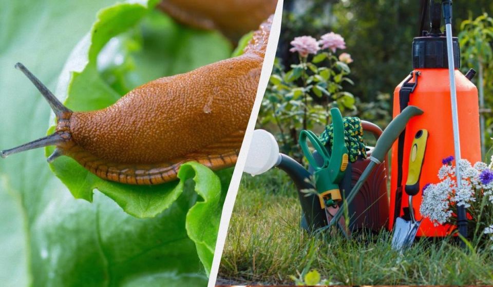 ��� �������� ��� �� �������: ������� ����������� ������