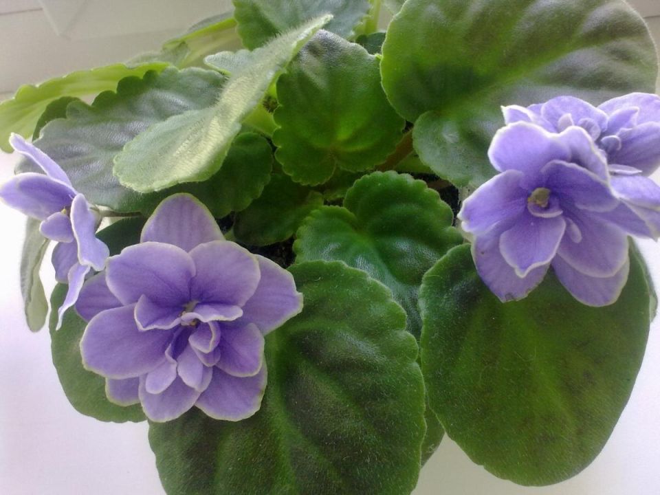 ������ ������� ������: ������� ������� �������� � ������� �����