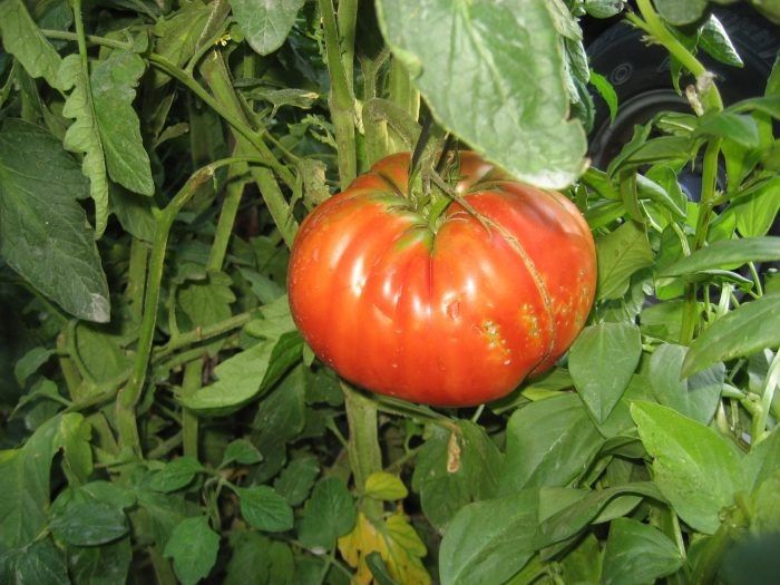 ����� ���� ����: ������� ����� � ������� ���� ��� ����� ������