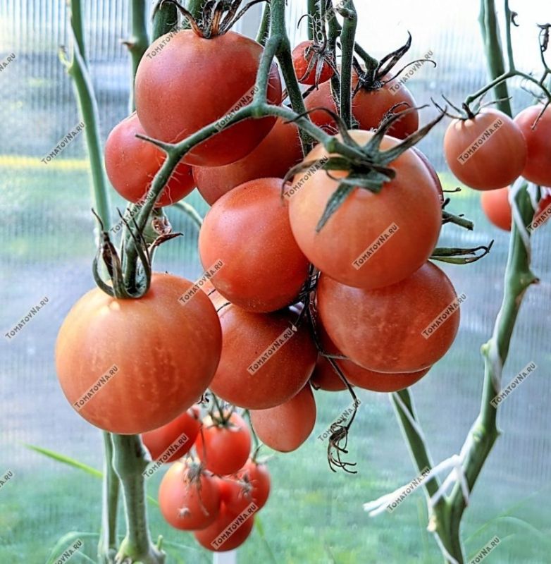 ����� �������: ������������ ���������?���������� �������� ��� ������� � ������