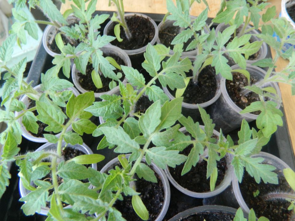 ��� ���������� �������� ������� ������� � �������� ��������