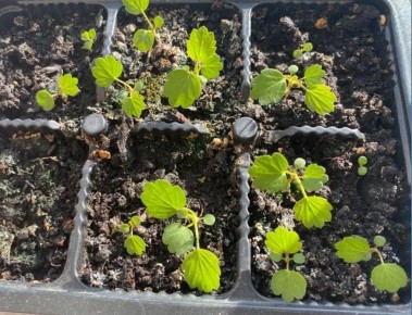 ���������� �������� �� �����: ��������� ����������� ��� ���������