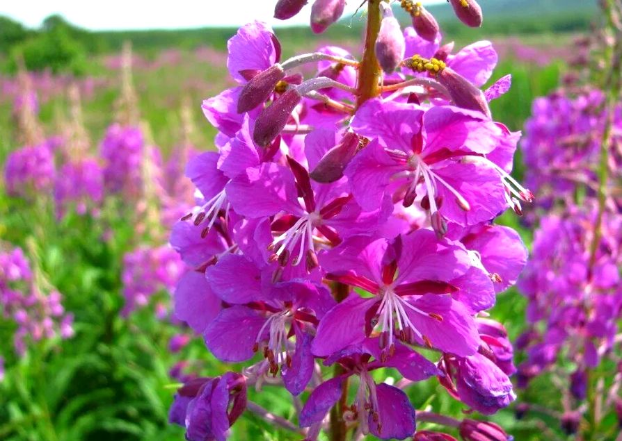 ����-��� ������ ����������� � ��� ������������ ������ ��� ������������ �����