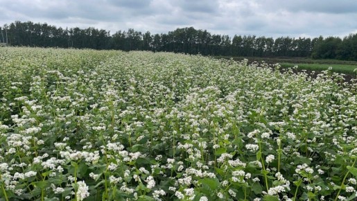 ������� � 2026: �������� ������ ����� ��� ��������� ������