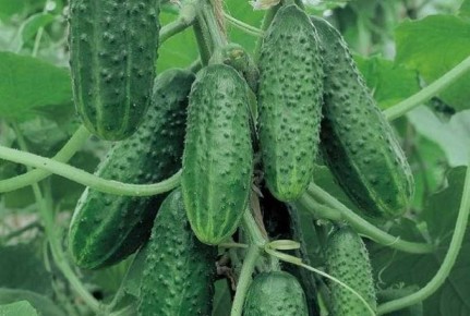 ��� ������� ����� �������, ������� �� �������� �� ������