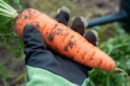 ��� �������� �� ������� �������� � ��������: ����������� ������