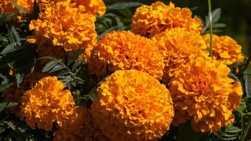 ����� ������ �������� � ����� ����: �������� �������� � ������������