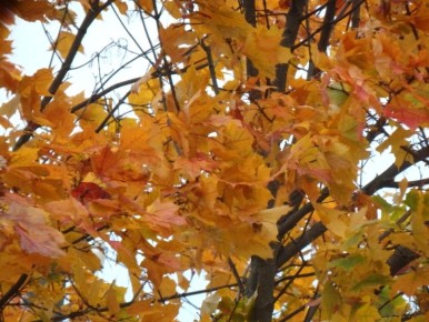 ����� �� �������: ����� ������� ������������� ������?