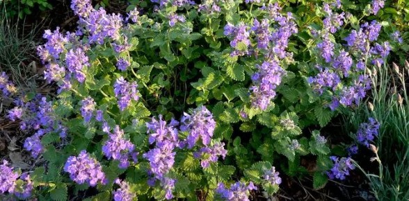 ��������: ��������� ����������� ��� ������ ����