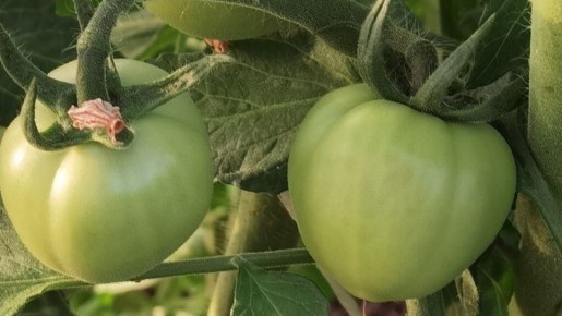 ������� ��������� ����������� ������� ���������: 11 ������, ������� ����� �����������