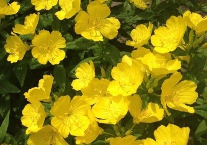 �������: ���������� ������ ������� ��� ������ ����