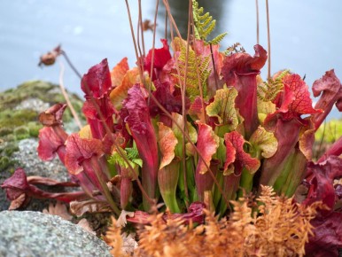 ������ ��������: ���� � ���������� ����������� ���������