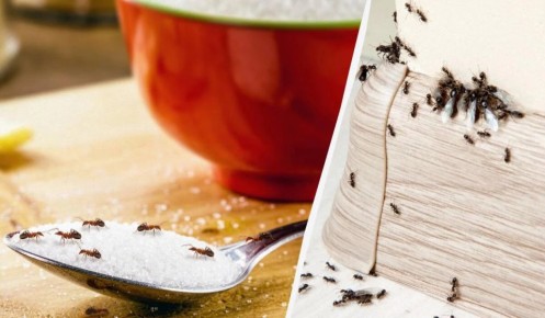 ��� ������ � ������ ���������� �� �������� � ����