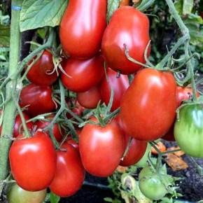 ��� ����� � ������ �������� ��������� ������ �������?