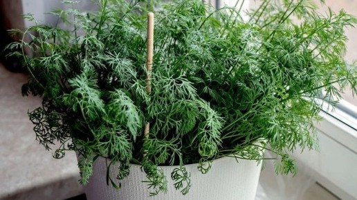 ��� ��������� ����� �� �����������: �� ����� �� ������ ������