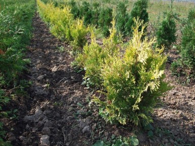 ���: ��� ��������� � ������� � �������� �������������