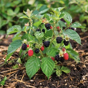 ������� �������: ������� ������������ ������� ����� ��� ������� ������