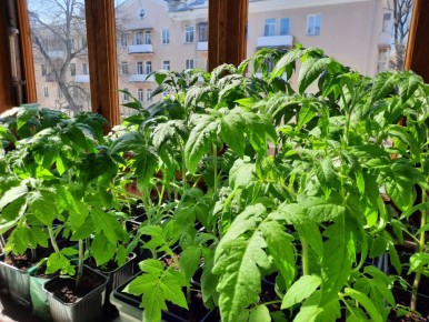 ����������� ��� �������: �������� ����������� � ����