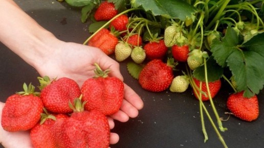 ��� ������� � ����� ������ �������� ��� ���������: ������� ���� ��� ��������������