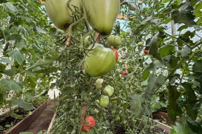 Не спешите прощаться с зелеными помидорами!