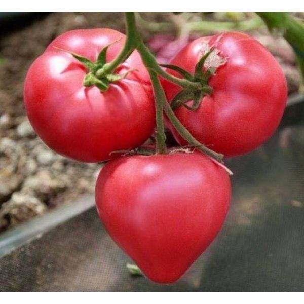 ����� ��������: ������������� ������ � ������� ������� � �������� ������