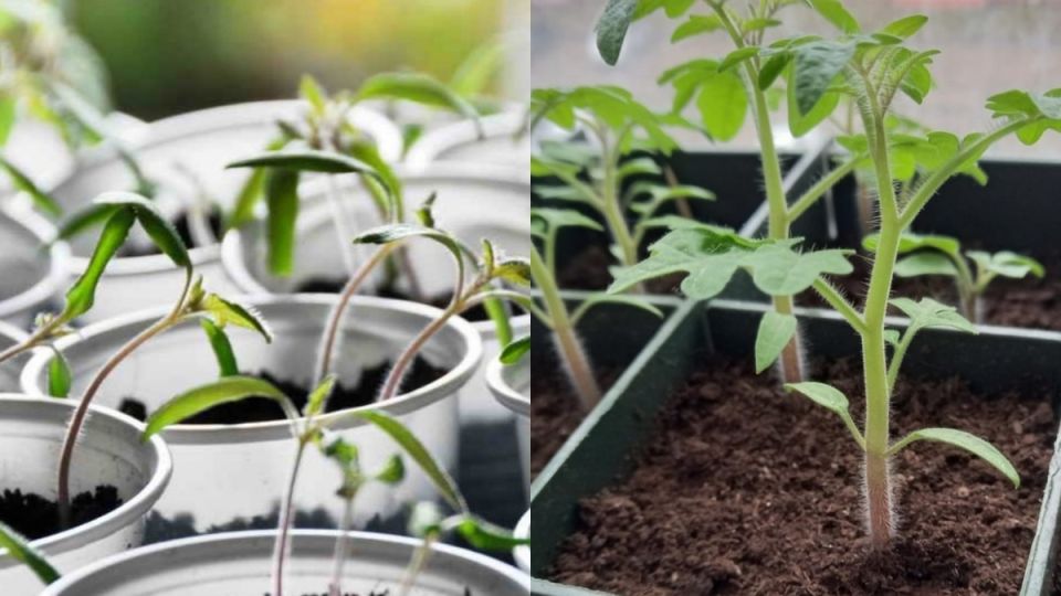 Как добиться 100% приживаемости томатов при пикировке
