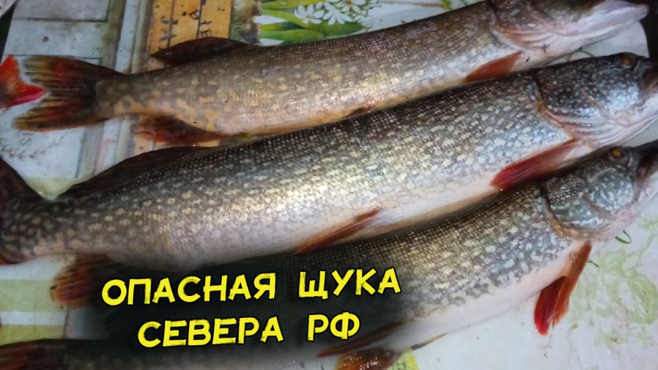 ���������, ������������ � ����� � ������ � ������ ������: ��� ����� �����