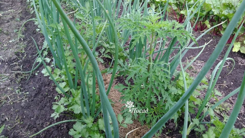 ��� �������� ������� � ��� �� ����������: ������� � ����������� ������