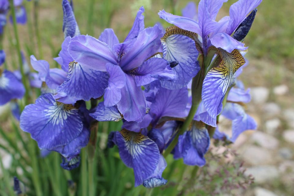 ��� ��������� ������� ������: ������� ����� ����� ��������