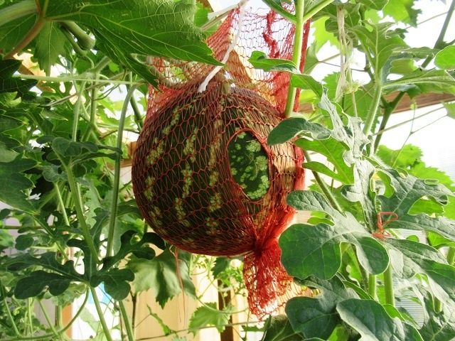 Как подготовить арбузы к сбору урожая в августе: секреты сладкости