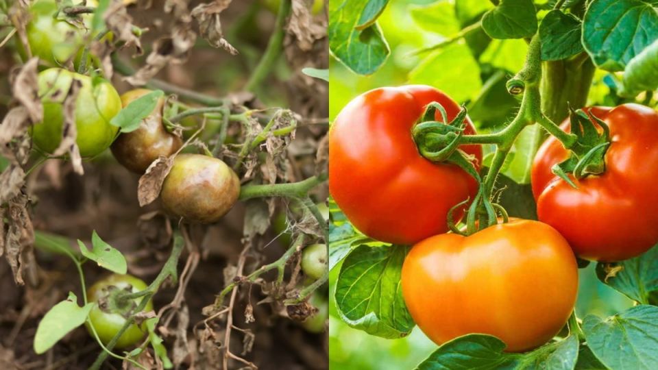 Исследование устойчивых сортов томатов: что удалось спасти от фитофторы?