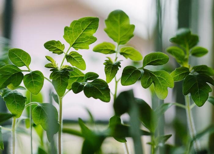 Как недостаток йода влияет на здоровье томатов: неожиданные факты