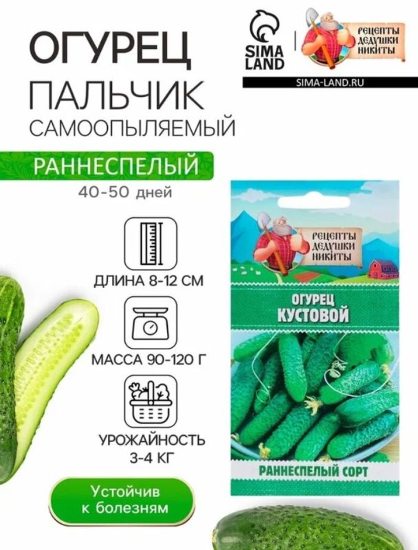 Как сорт огурцов «Пальчик» стал настоящим фаворитом среди дачников