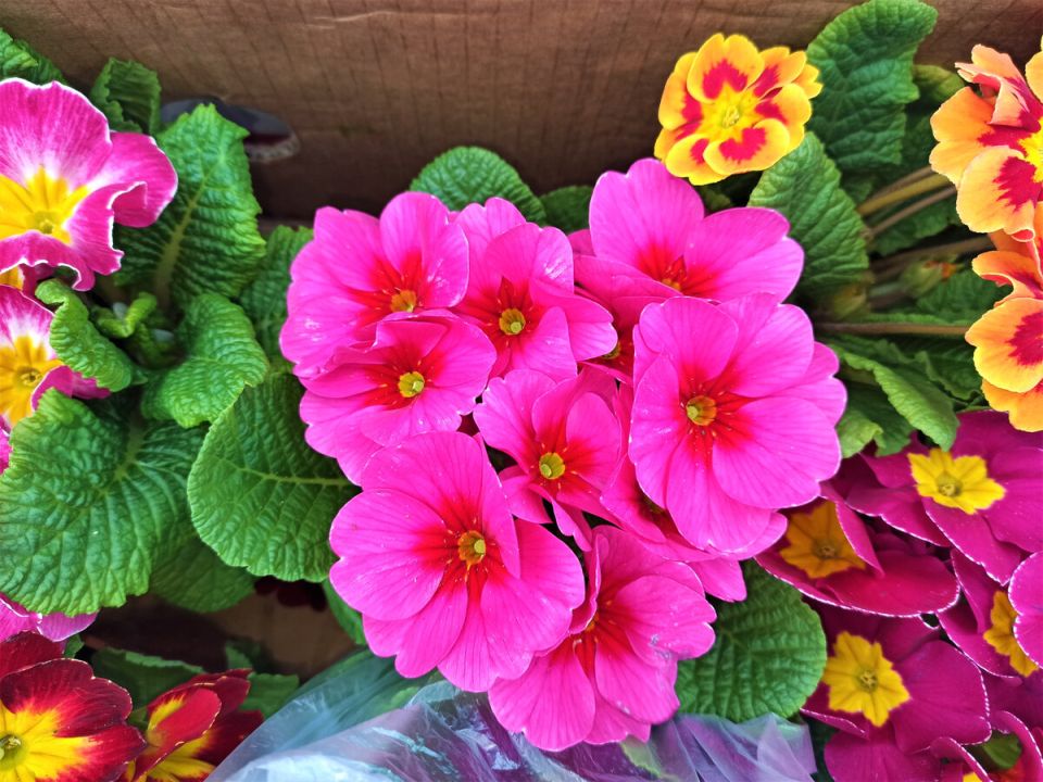 ������� ����: ������ �������� ��� �������, ����� ��������� ����� � �������