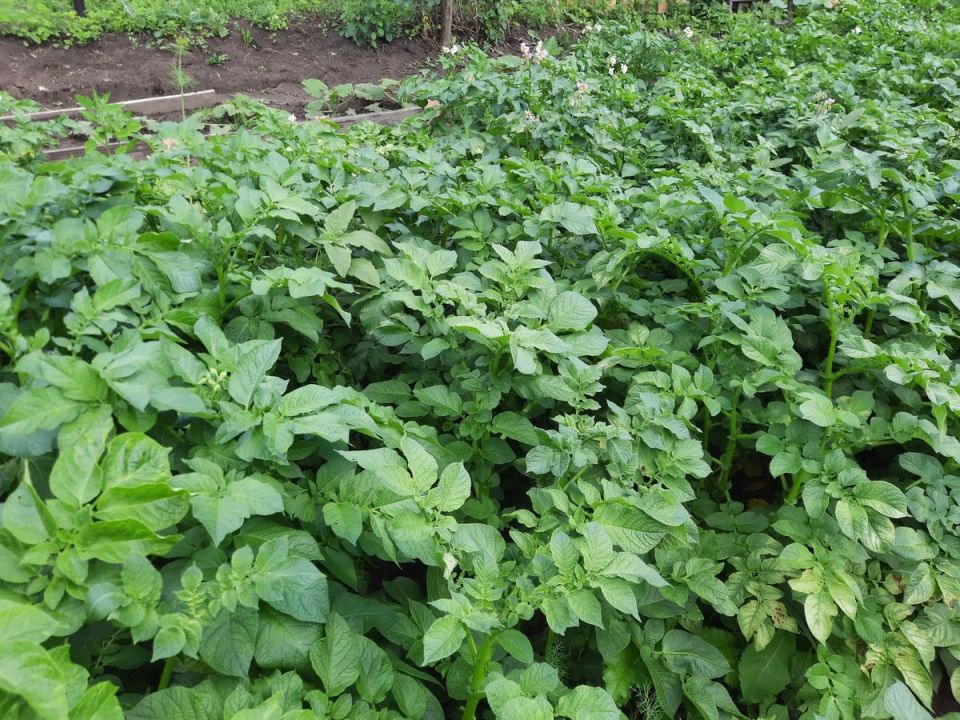 Эффективные методы полива картофеля для щедрого урожая