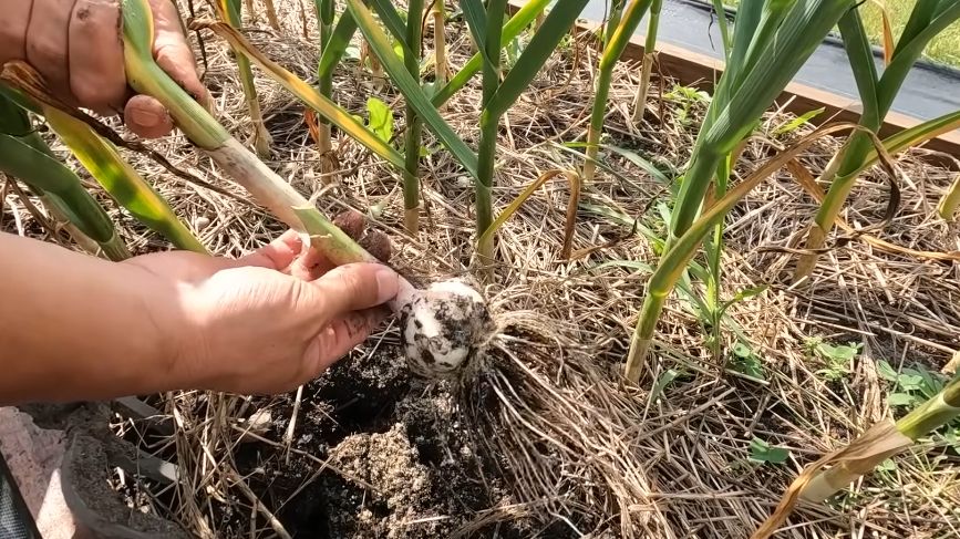 ��� ������� ������ ������� ���������� �� ������� �������