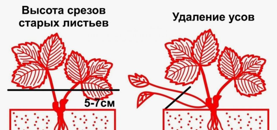 ��� �������� ��������� ������ ��������: ������� ����������� � ����������� �����