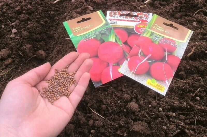 Почему осенний посев редиса — секрет раннего урожая?