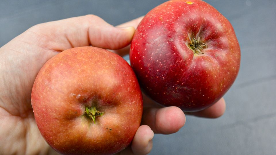 Непревзойденный яблочный пирог: легкий рецепт без духовки