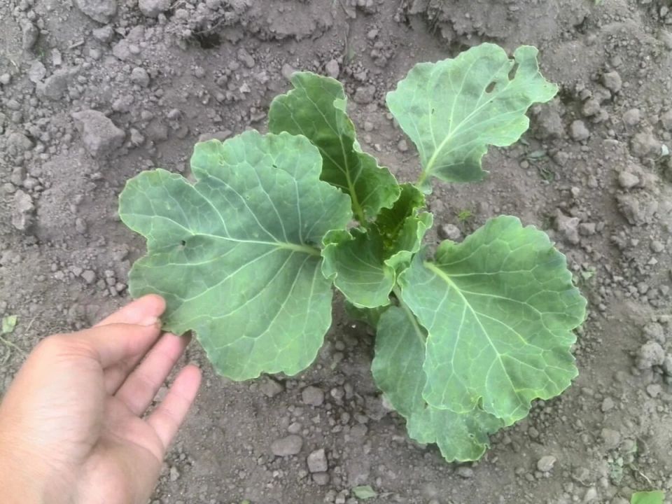 Как правильно подкормить капусту для отличного урожая