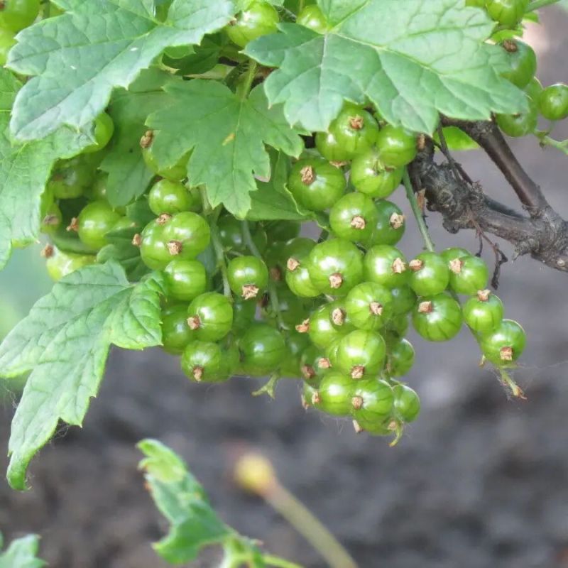 Как правильно удобрять смородину в мае для сладких и крупных ягод