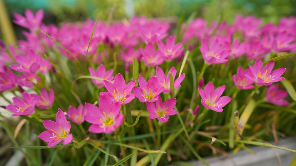 Зефирантес: секреты цветения и ухода в домашних условиях