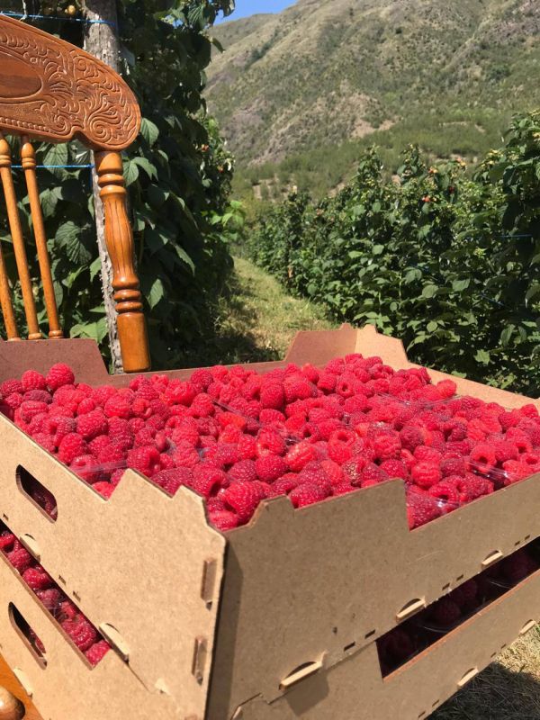 «На земле есть сопредельные участки, виноградные сады, посевы, финиковые пальмы, растущие из одного корня или из разных корней. Их орошают одной водой, но одни из них Мы создаем более вкусными, чем другие. Воистину, в этом... «На земле есть сопредельные участки, виноградные сады, посевы, финиковые пальмы, растущие из одного корня или из разных корней. Их орошают одной водой, но одни из них Мы создаем более вкусными, чем другие. Воистину, в этом...