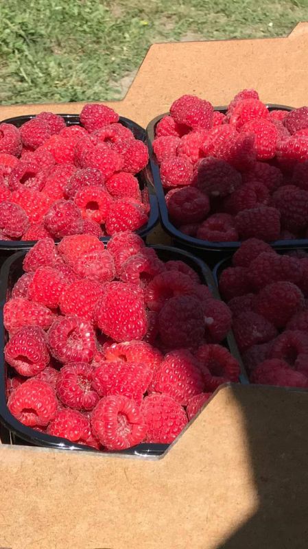 «На земле есть сопредельные участки, виноградные сады, посевы, финиковые пальмы, растущие из одного корня или из разных корней. Их орошают одной водой, но одни из них Мы создаем более вкусными, чем другие. Воистину, в этом... «На земле есть сопредельные участки, виноградные сады, посевы, финиковые пальмы, растущие из одного корня или из разных корней. Их орошают одной водой, но одни из них Мы создаем более вкусными, чем другие. Воистину, в этом...