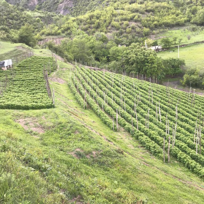 «На земле есть сопредельные участки, виноградные сады, посевы, финиковые пальмы, растущие из одного корня или из разных корней. Их орошают одной водой, но одни из них Мы создаем более вкусными, чем другие. Воистину, в этом... «На земле есть сопредельные участки, виноградные сады, посевы, финиковые пальмы, растущие из одного корня или из разных корней. Их орошают одной водой, но одни из них Мы создаем более вкусными, чем другие. Воистину, в этом...