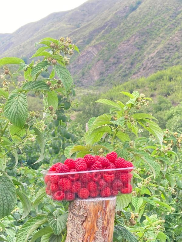 «На земле есть сопредельные участки, виноградные сады, посевы, финиковые пальмы, растущие из одного корня или из разных корней. Их орошают одной водой, но одни из них Мы создаем более вкусными, чем другие. Воистину, в этом... «На земле есть сопредельные участки, виноградные сады, посевы, финиковые пальмы, растущие из одного корня или из разных корней. Их орошают одной водой, но одни из них Мы создаем более вкусными, чем другие. Воистину, в этом...